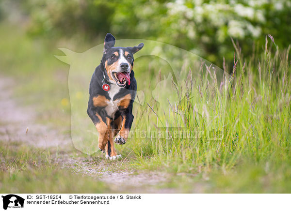 rennender Entlebucher Sennenhund / SST-18204