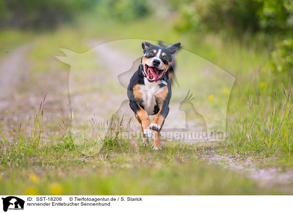 rennender Entlebucher Sennenhund / SST-18206