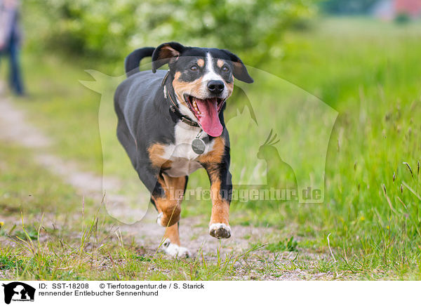 rennender Entlebucher Sennenhund / SST-18208