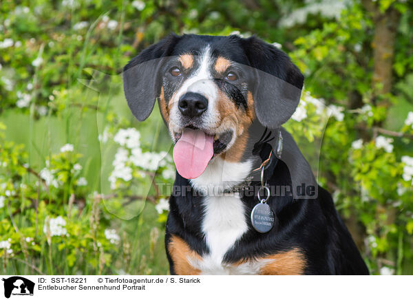 Entlebucher Sennenhund Portrait / SST-18221