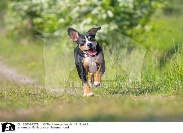 rennender Entlebucher Sennenhund / SST-18228