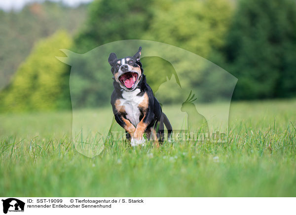 rennender Entlebucher Sennenhund / running Entlebucher Mountain Dog / SST-19099