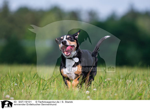 rennender Entlebucher Sennenhund / running Entlebucher Mountain Dog / SST-19101