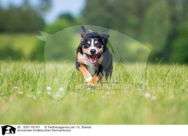 rennender Entlebucher Sennenhund / SST-19103