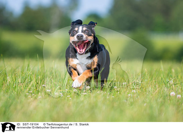 rennender Entlebucher Sennenhund / running Entlebucher Mountain Dog / SST-19104
