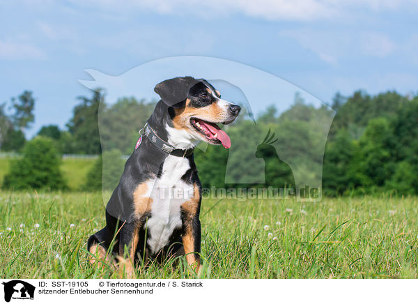 sitzender Entlebucher Sennenhund / sitting Entlebucher Mountain Dog / SST-19105