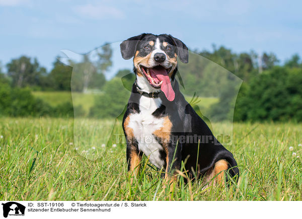 sitzender Entlebucher Sennenhund / sitting Entlebucher Mountain Dog / SST-19106