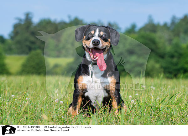 sitzender Entlebucher Sennenhund / sitting Entlebucher Mountain Dog / SST-19108