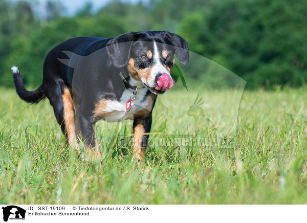Entlebucher Sennenhund / Entlebucher Mountain Dog / SST-19109