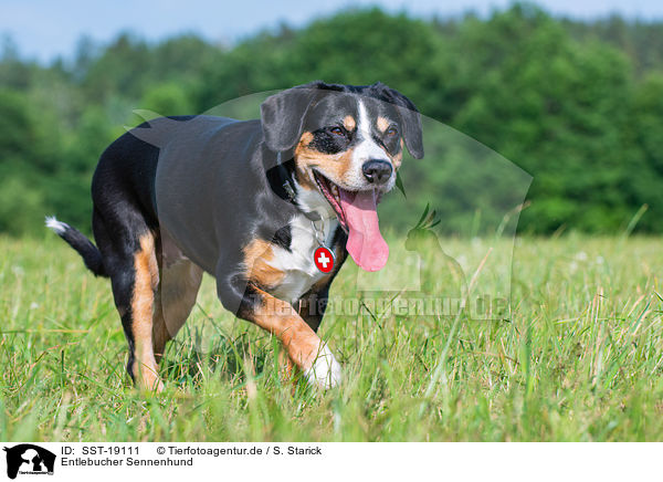 Entlebucher Sennenhund / Entlebucher Mountain Dog / SST-19111
