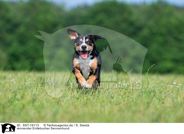 rennender Entlebucher Sennenhund / SST-19113