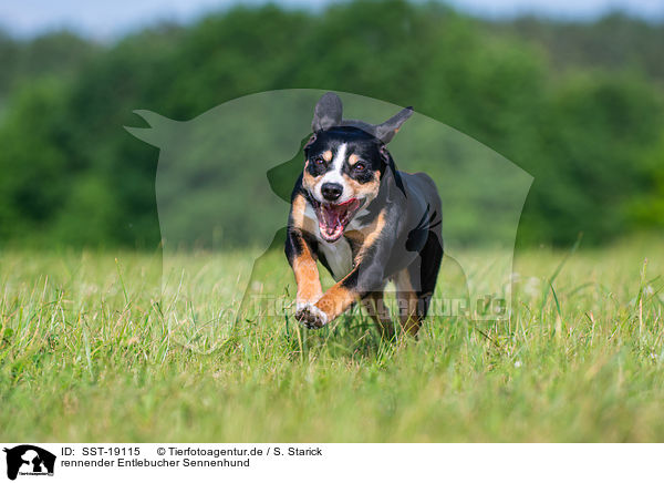 rennender Entlebucher Sennenhund / running Entlebucher Mountain Dog / SST-19115