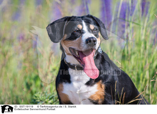 Entlebucher Sennenhund Portrait / Entlebucher Mountain Dog Portrait / SST-19119