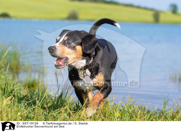 Entlebucher Sennenhund am See / Entlebucher Mountain Dog at the lake / SST-19128