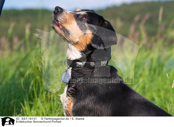Entlebucher Sennenhund Portrait / SST-19131