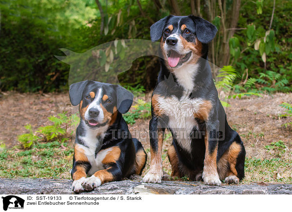 zwei Entlebucher Sennenhunde / two Entlebucher Mountain Dogs / SST-19133