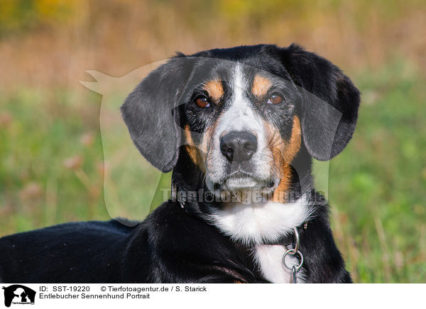 Entlebucher Sennenhund Portrait / Entlebucher Mountain Dog Portrait / SST-19220