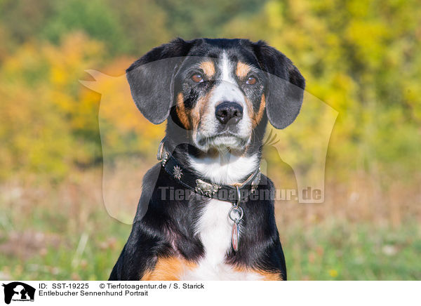 Entlebucher Sennenhund Portrait / Entlebucher Mountain Dog Portrait / SST-19225