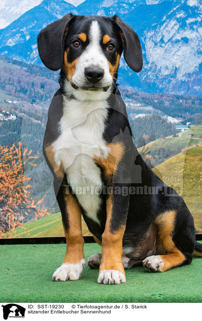 sitzender Entlebucher Sennenhund / sitting Entlebucher Mountain Dog / SST-19230