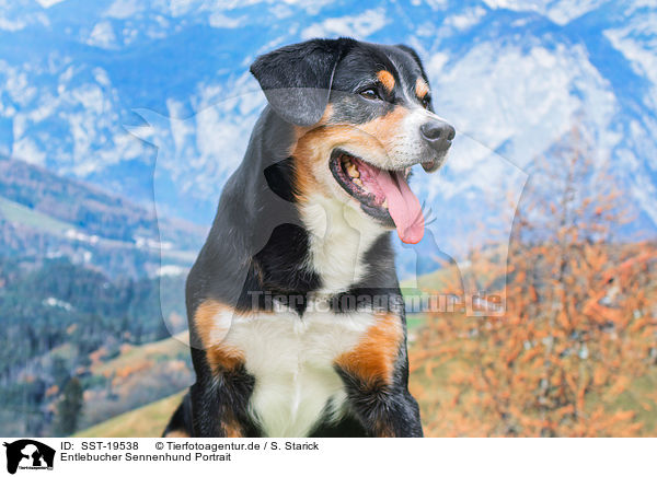 Entlebucher Sennenhund Portrait / SST-19538