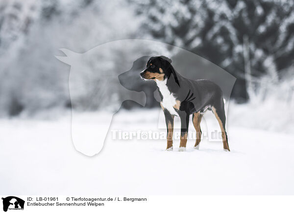 Entlebucher Sennenhund Welpen / LB-01961