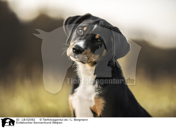 Entlebucher Sennenhund Welpen / LB-02082