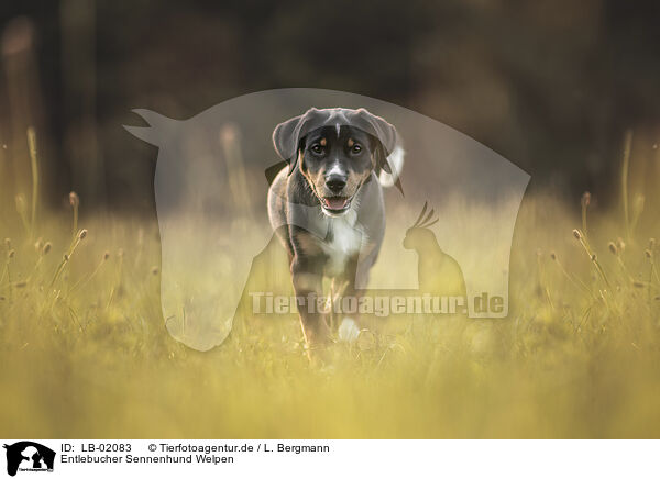 Entlebucher Sennenhund Welpen / LB-02083