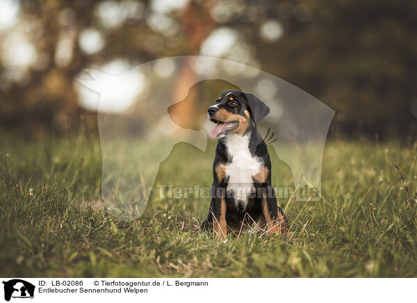 Entlebucher Sennenhund Welpen / LB-02086
