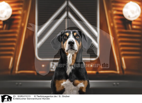 Entlebucher Sennenhund Hndin / SGR-01013