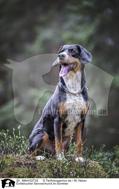 Entlebucher Sennenhund im Sommer / MAH-02732