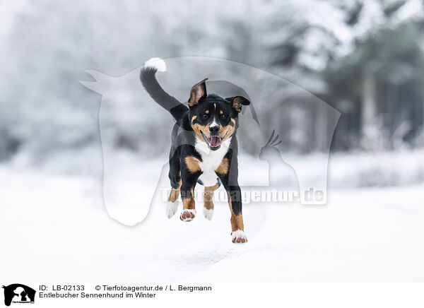 Entlebucher Sennenhund im Winter / LB-02133