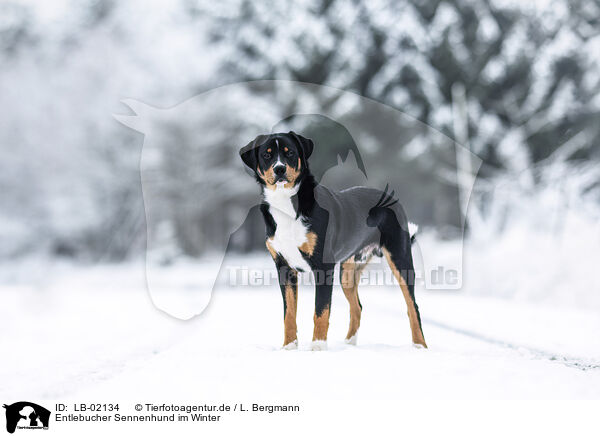 Entlebucher Sennenhund im Winter / LB-02134