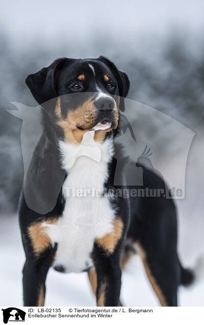 Entlebucher Sennenhund im Winter / LB-02135