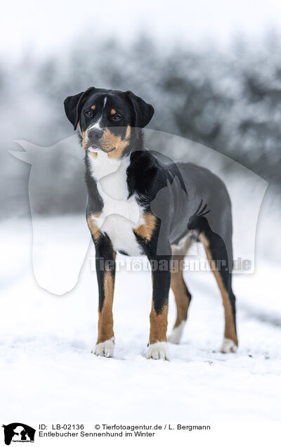 Entlebucher Sennenhund im Winter / LB-02136