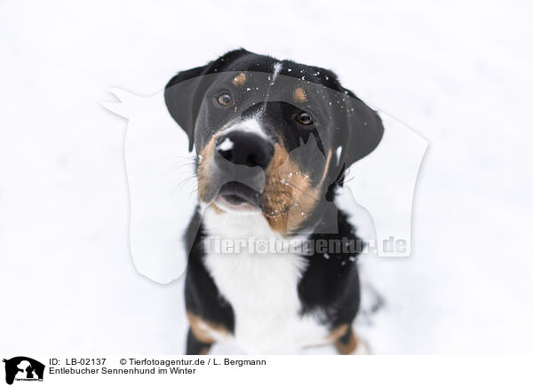 Entlebucher Sennenhund im Winter / LB-02137