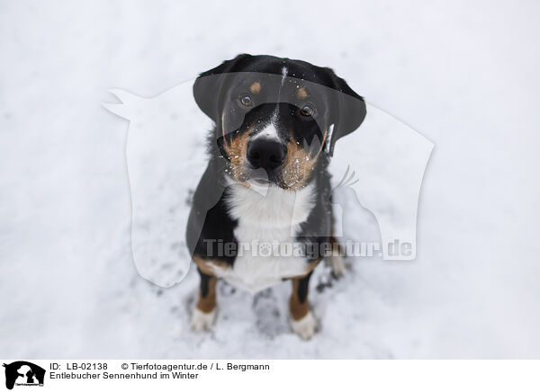 Entlebucher Sennenhund im Winter / LB-02138