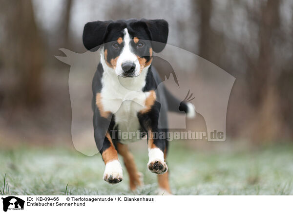 Entlebucher Sennenhund / Entlebuch Mountain Dog / KB-09466