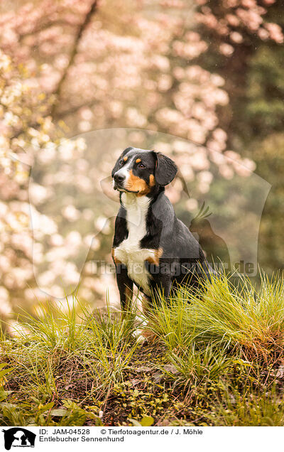 Entlebucher Sennenhund / Entlebuch Mountain Dog / JAM-04528