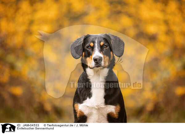 Entlebucher Sennenhund / Entlebuch Mountain Dog / JAM-04533