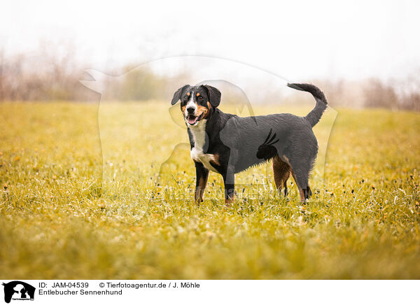 Entlebucher Sennenhund / Entlebuch Mountain Dog / JAM-04539
