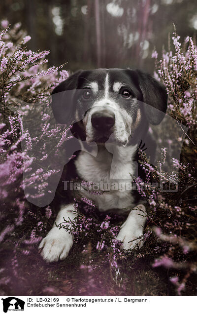 Entlebucher Sennenhund / Entlebuch Mountain Dog / LB-02169