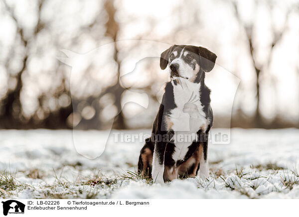 Entlebucher Sennenhund / Entlebuch Mountain Dog / LB-02226
