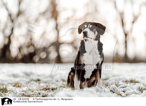 Entlebucher Sennenhund / LB-02226