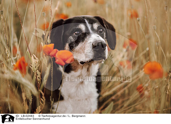 Entlebucher Sennenhund / Entlebuch Mountain Dog / LB-02483