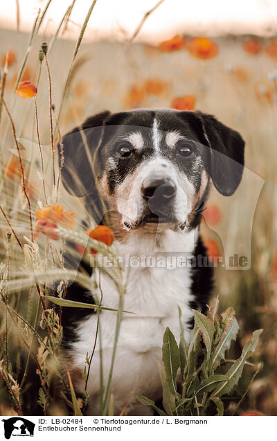 Entlebucher Sennenhund / Entlebuch Mountain Dog / LB-02484