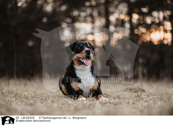 Entlebucher Sennenhund / Entlebuch Mountain Dog / LB-02524