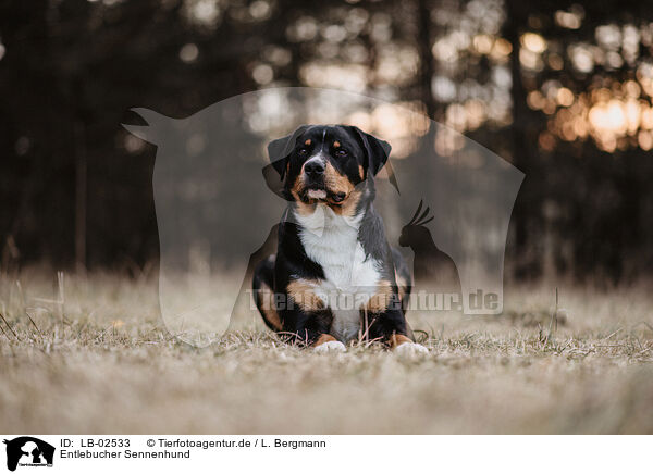 Entlebucher Sennenhund / LB-02533