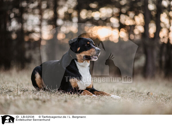 Entlebucher Sennenhund / Entlebuch Mountain Dog / LB-02536
