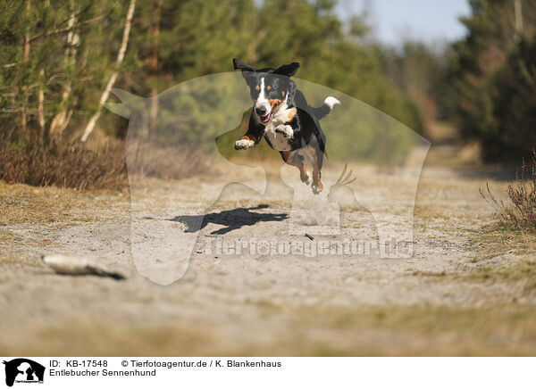 Entlebucher Sennenhund / Entlebuch Mountain Dog / KB-17548