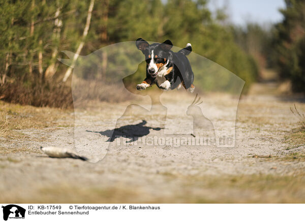 Entlebucher Sennenhund / Entlebuch Mountain Dog / KB-17549